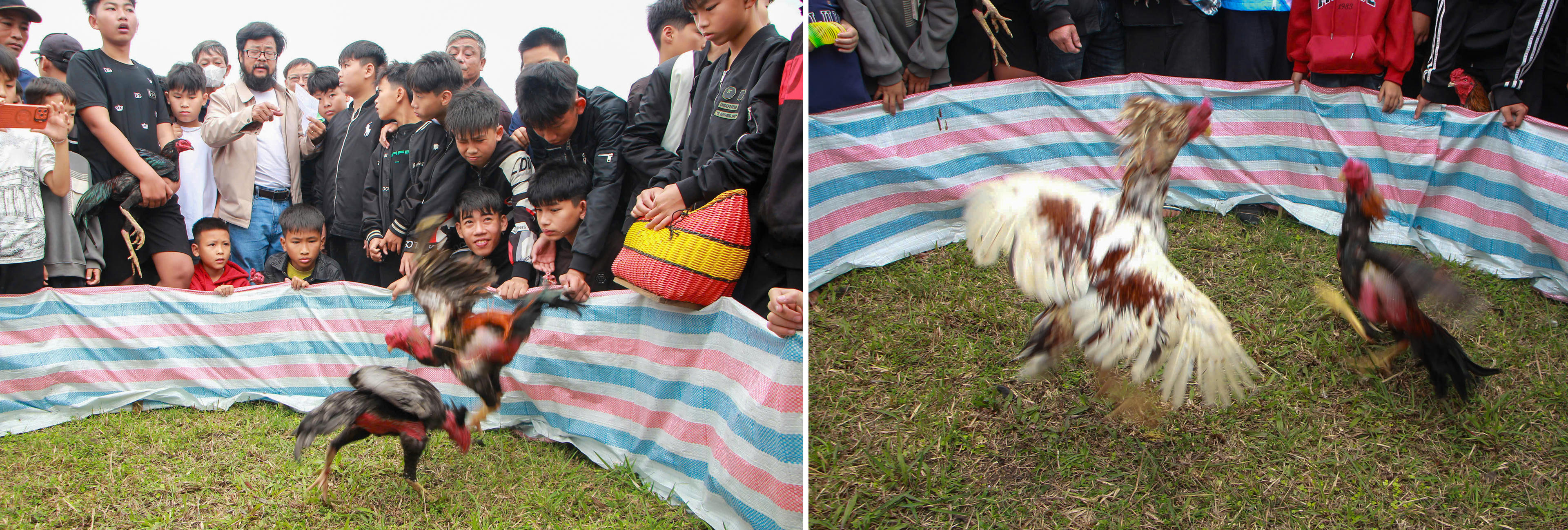 Trò chọi gà truyền thống tạo nên không khí hào hứng, với vòng vây kín người xem theo dõi từng pha ra đòn.