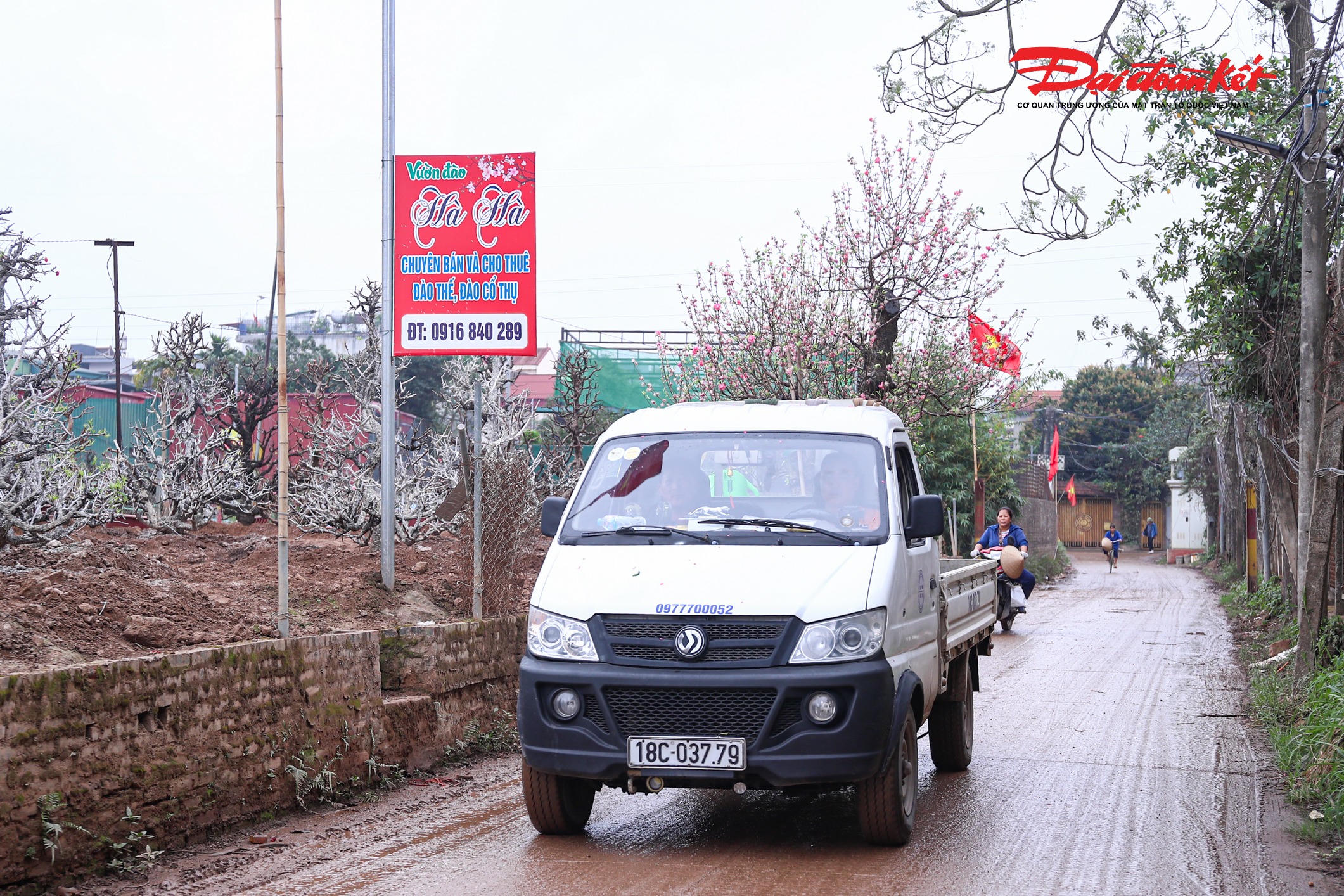 Sau Tết Nguyên đán, khi không khí mua bán nhộn nhịp khép lại, các nhà vườn ở làng Nhật Tân (phường Hồng Hà, Hà Nội) lập tức trở lại nhịp lao động quen thuộc. Những gốc đào đã cho thuê, bán trong dịp Tết được thu gom về vườn để cắt tỉa, chăm dưỡng, phục hồi sức cây và tái tạo dáng thế, chuẩn bị nguồn hàng cho mùa xuân năm sau.