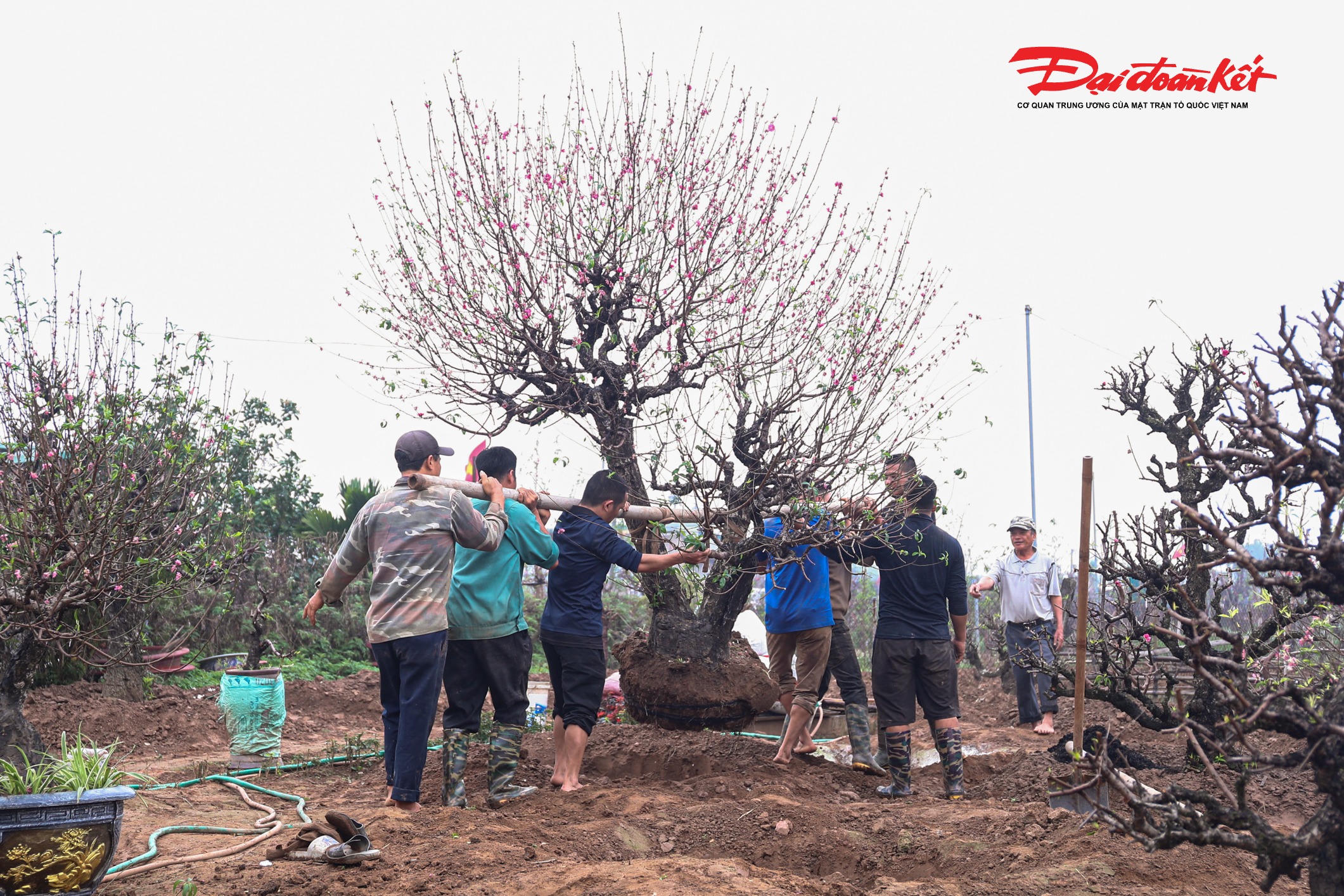 Tại vườn đào , ngay từ mùng 7, mùng 8 Tết, chủ vườn đã bắt đầu nhận lại những gốc đào cho thuê hoặc được khách gửi chăm sóc. 