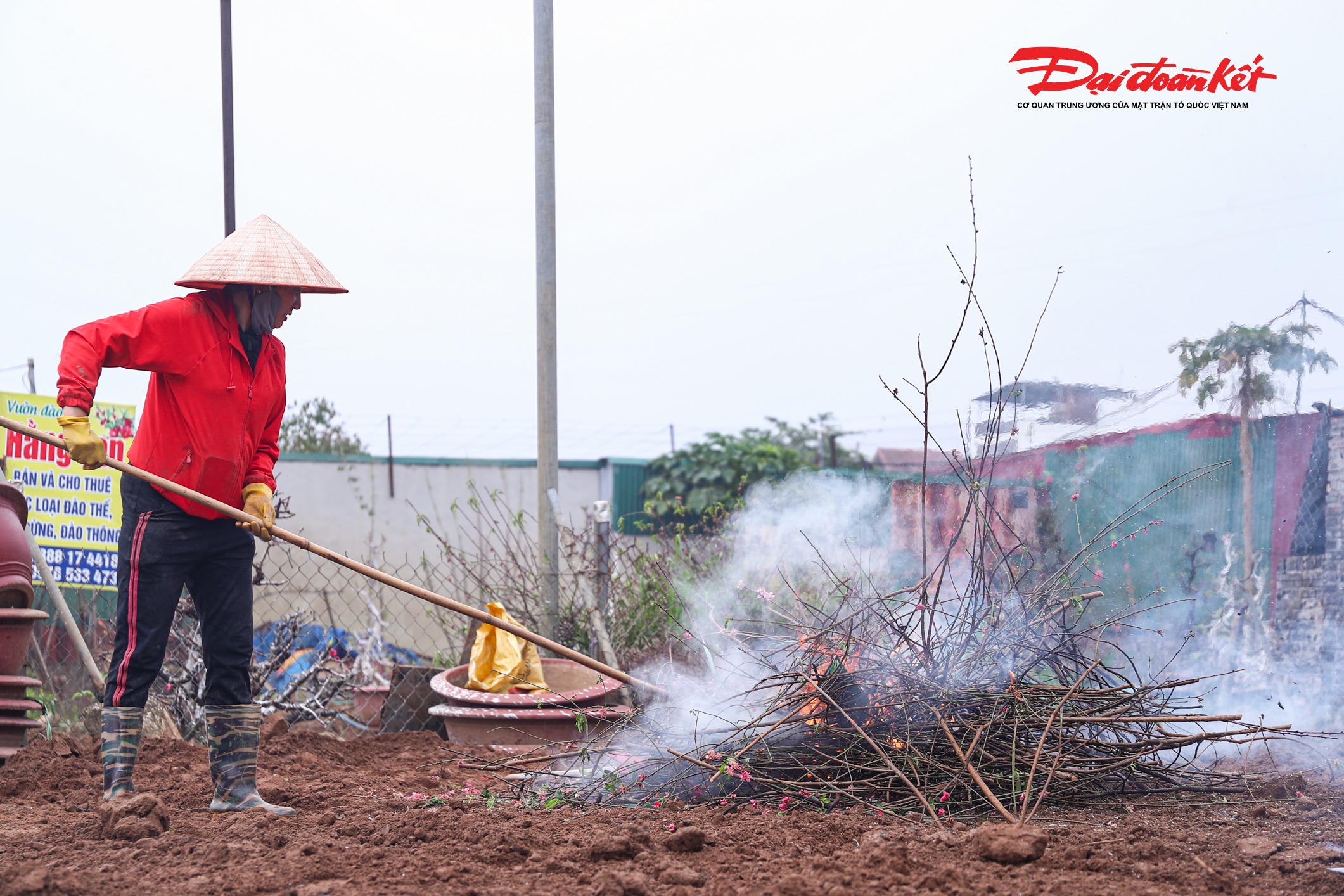 Cành, lá đào sau khi cắt tỉa được các nhà vườn thu gom, tập kết gọn gàng thành từng đống và xử lý bằng cách đốt nhằm vệ sinh vườn, tiêu hủy mầm bệnh, hạn chế nguy cơ lây lan sang những cây đang trong giai đoạn phục hồi.