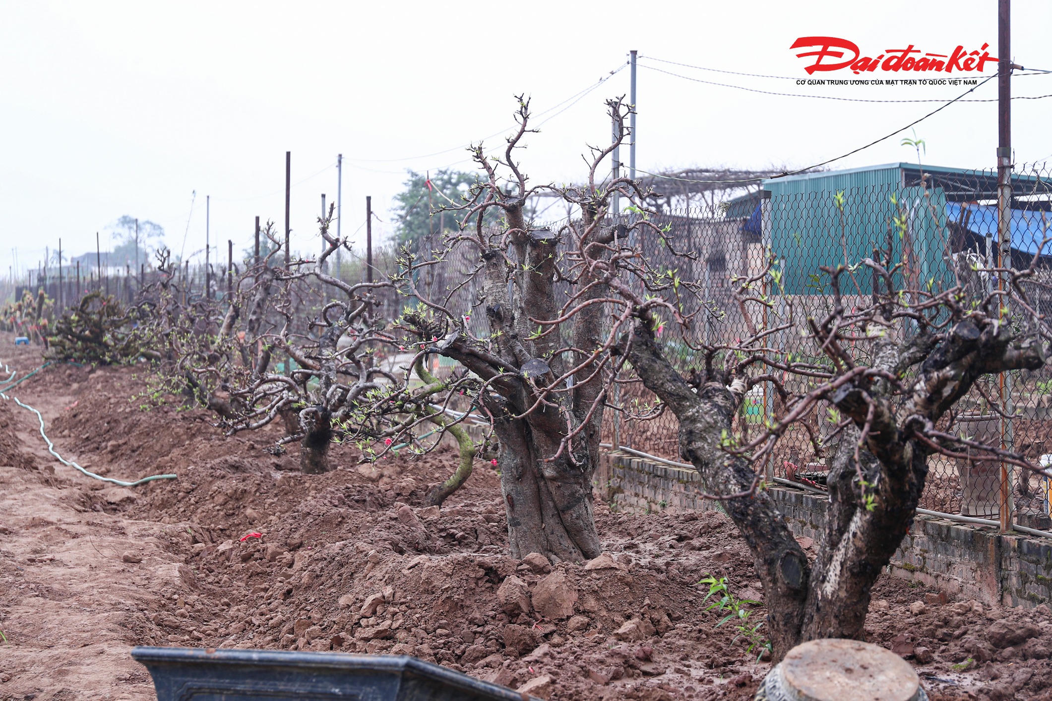 "Với những cây chỉ có một thân chính, nhà vườn sẽ mạnh tay loại bỏ toàn bộ cành, chỉ giữ lại phần cuống cách thân khoảng 5-7cm để kích thích cây tái sinh thuận lợi, hình thành tán mới cân đối cho mùa hoa năm sau", anh Quý nói.