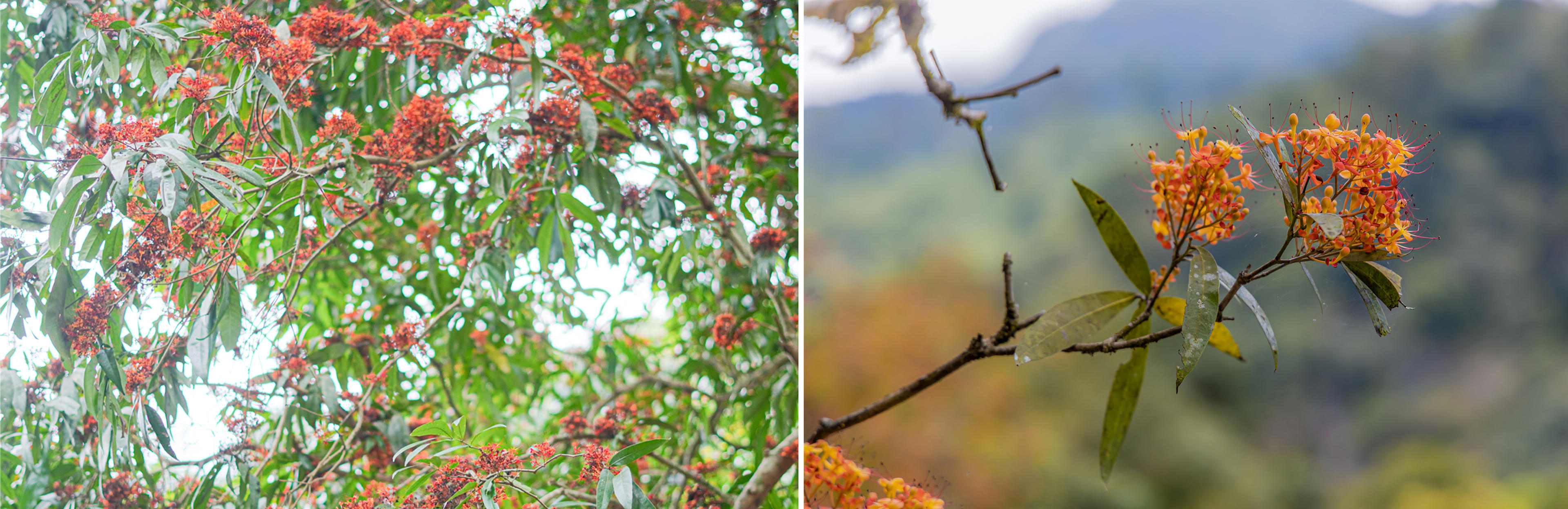 Hoa có màu đỏ cam đặc trưng, nở thành từng chùm, xuất hiện đồng loạt trong thời gian ngắn.