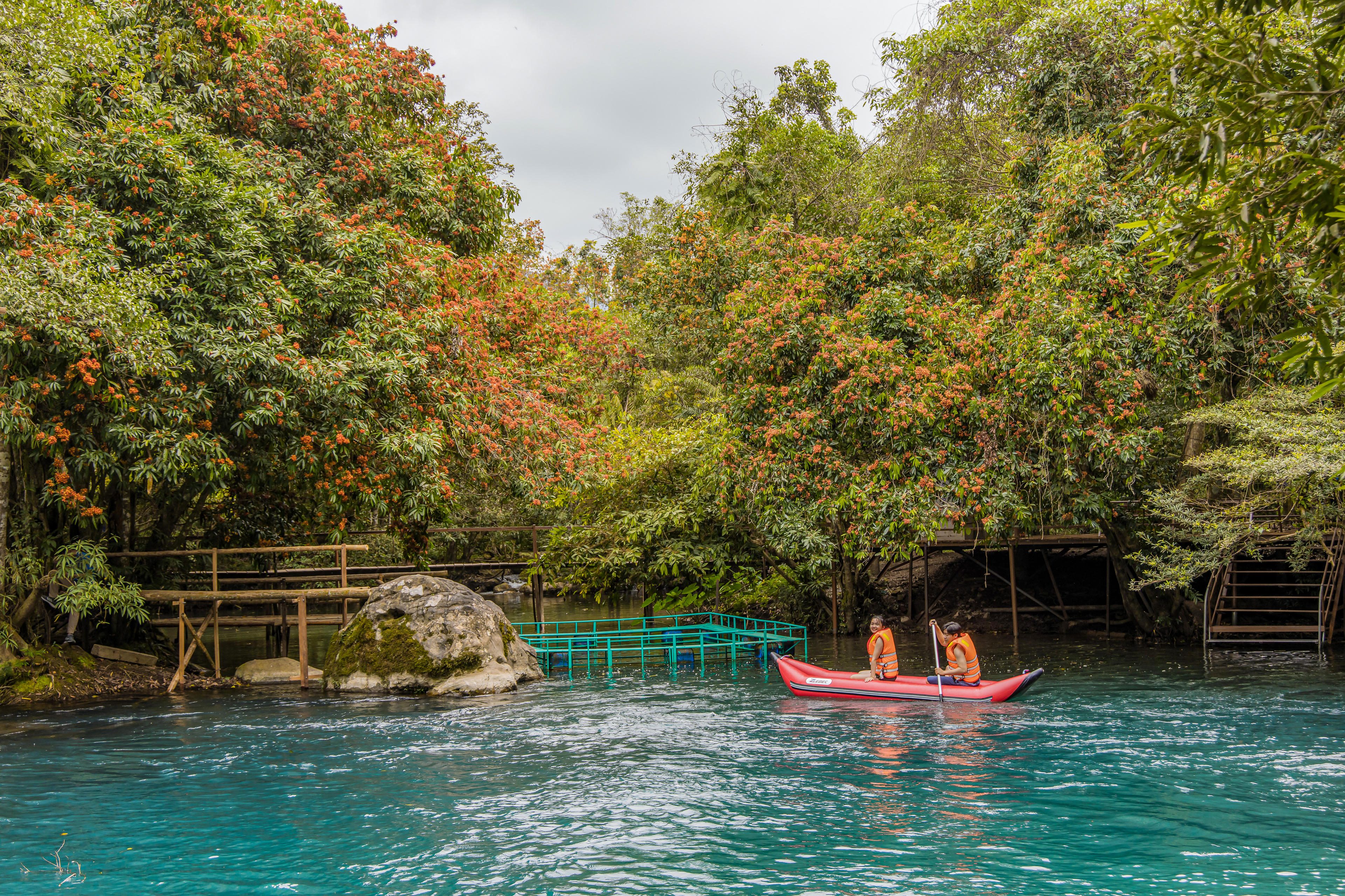 Sự xuất hiện của loài hoa này góp phần thu hút lượng lớn du khách đến tham quan, trải nghiệm.