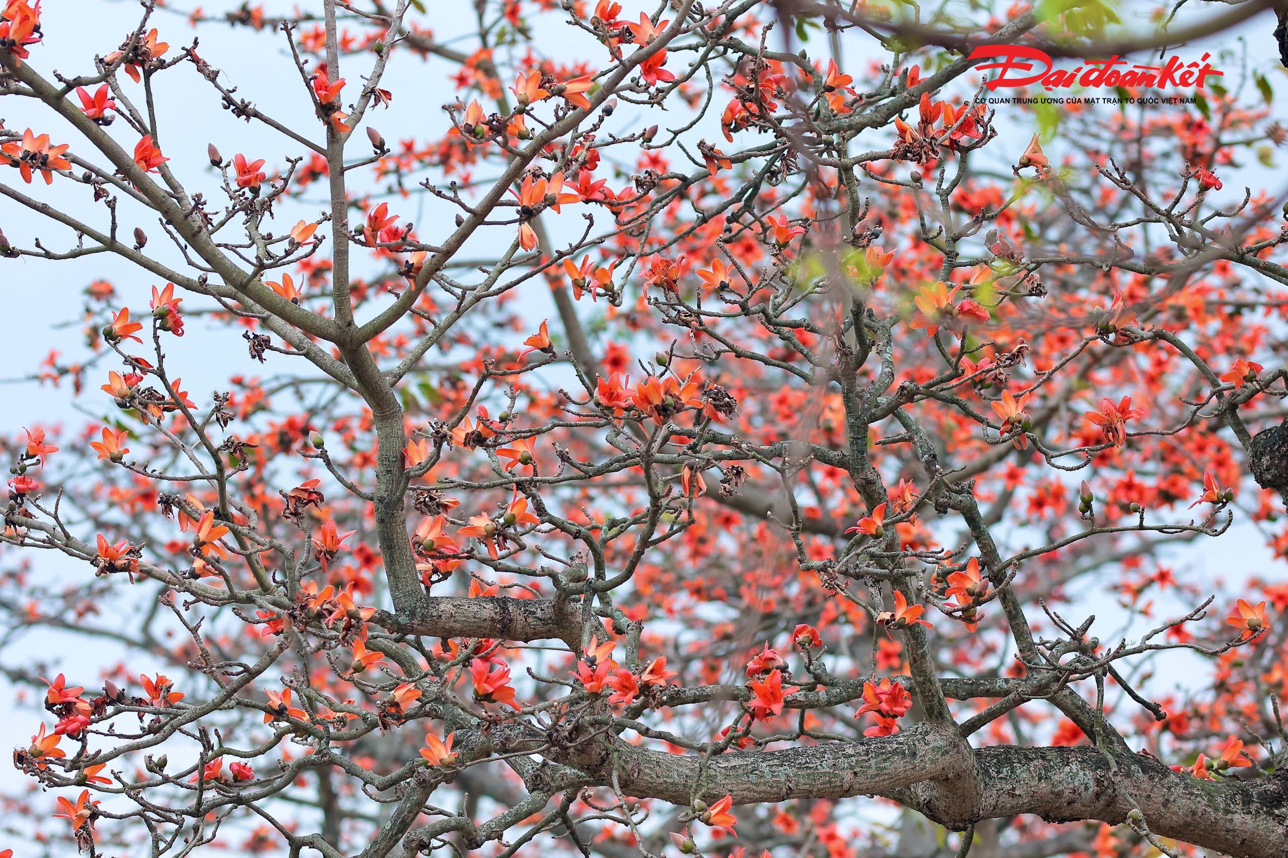 Khi nở, hoa gần như không có lá, vì thế sắc đỏ càng trở nên nổi bật trên nền trời xanh, tạo nên một khung cảnh vừa giản dị vừa ấn tượng.