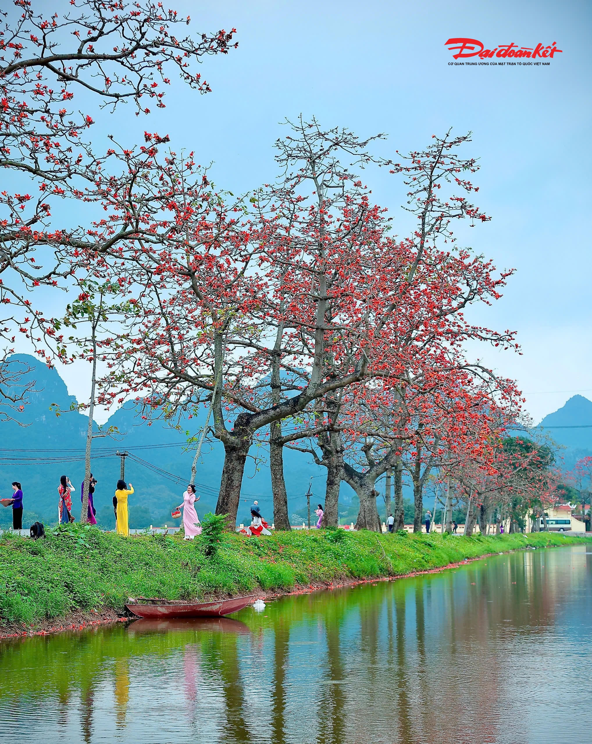 Một trong những yếu tố tạo nên sức hút riêng của hoa gạo chính là “tính thời điểm”. Mùa hoa không kéo dài, thường chỉ vỏn vẹn vài tuần, từ cuối tháng 2 đến hết tháng 3. Chính sự ngắn ngủi ấy khiến vẻ đẹp của hoa gạo càng trở nên đặc biệt.