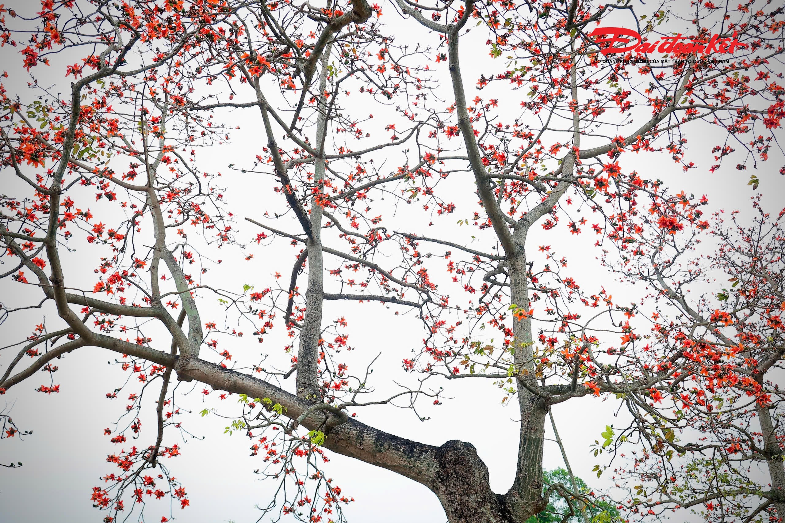 Hoa gạo mang một vẻ đẹp rất riêng, mộc mạc mà nổi bật giữa không gian làng quê.