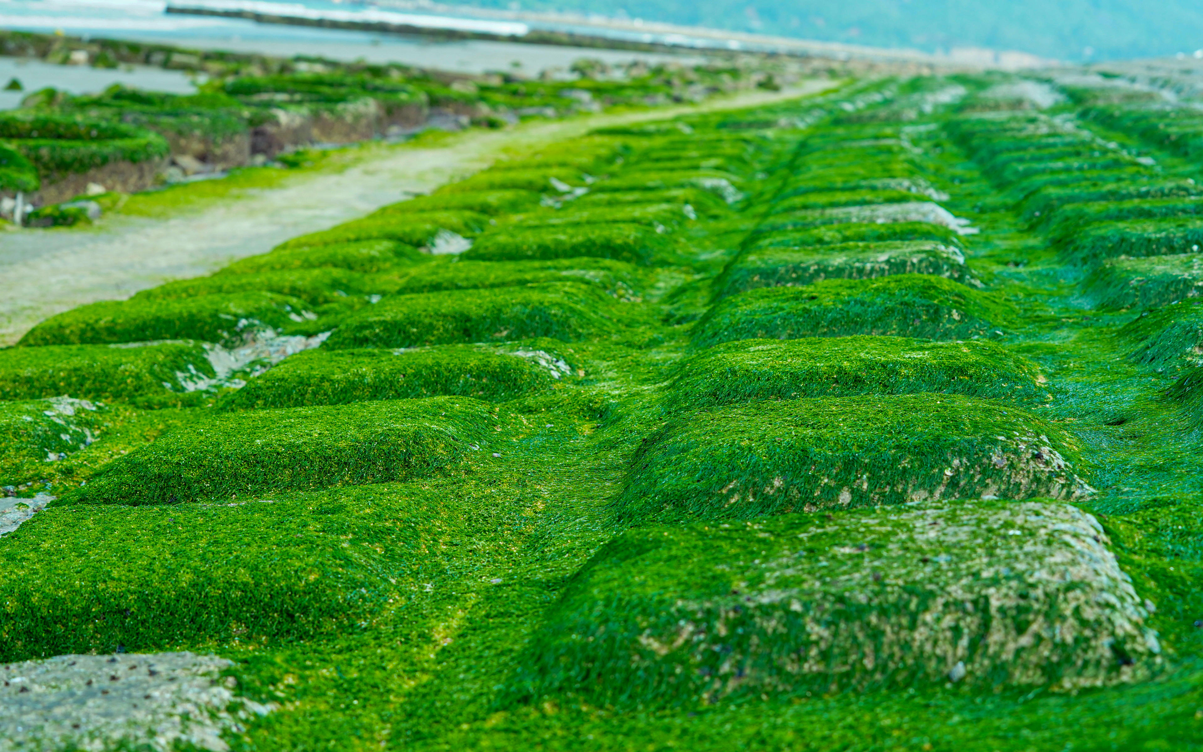 Những phiến đá gồ ghề được bao phủ bởi màu xanh của rong rêu đua nhau mọc lên. Ảnh: Cẩm Kỳ&nbsp;