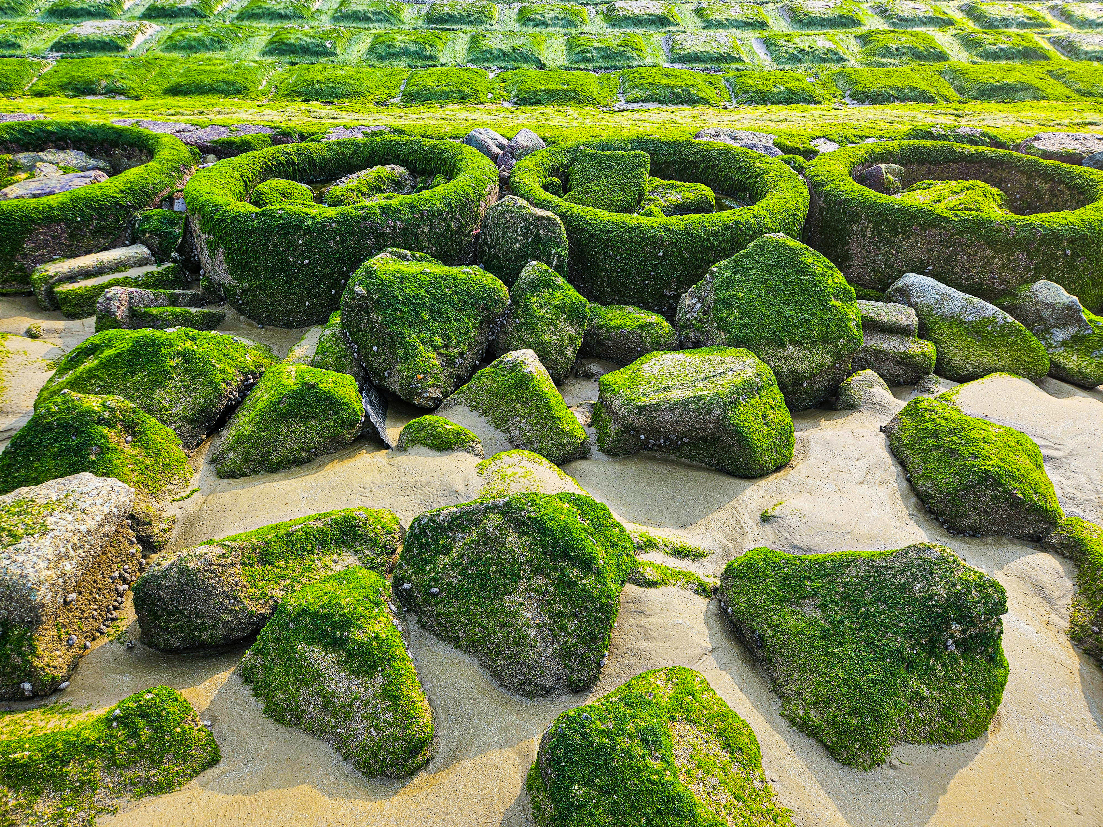 Theo người dân địa phương,&nbsp;rêu phát triển mạnh trong khoảng từ tháng Giêng đến tháng Ba âm lịch. Ảnh: Cẩm Kỳ&nbsp;