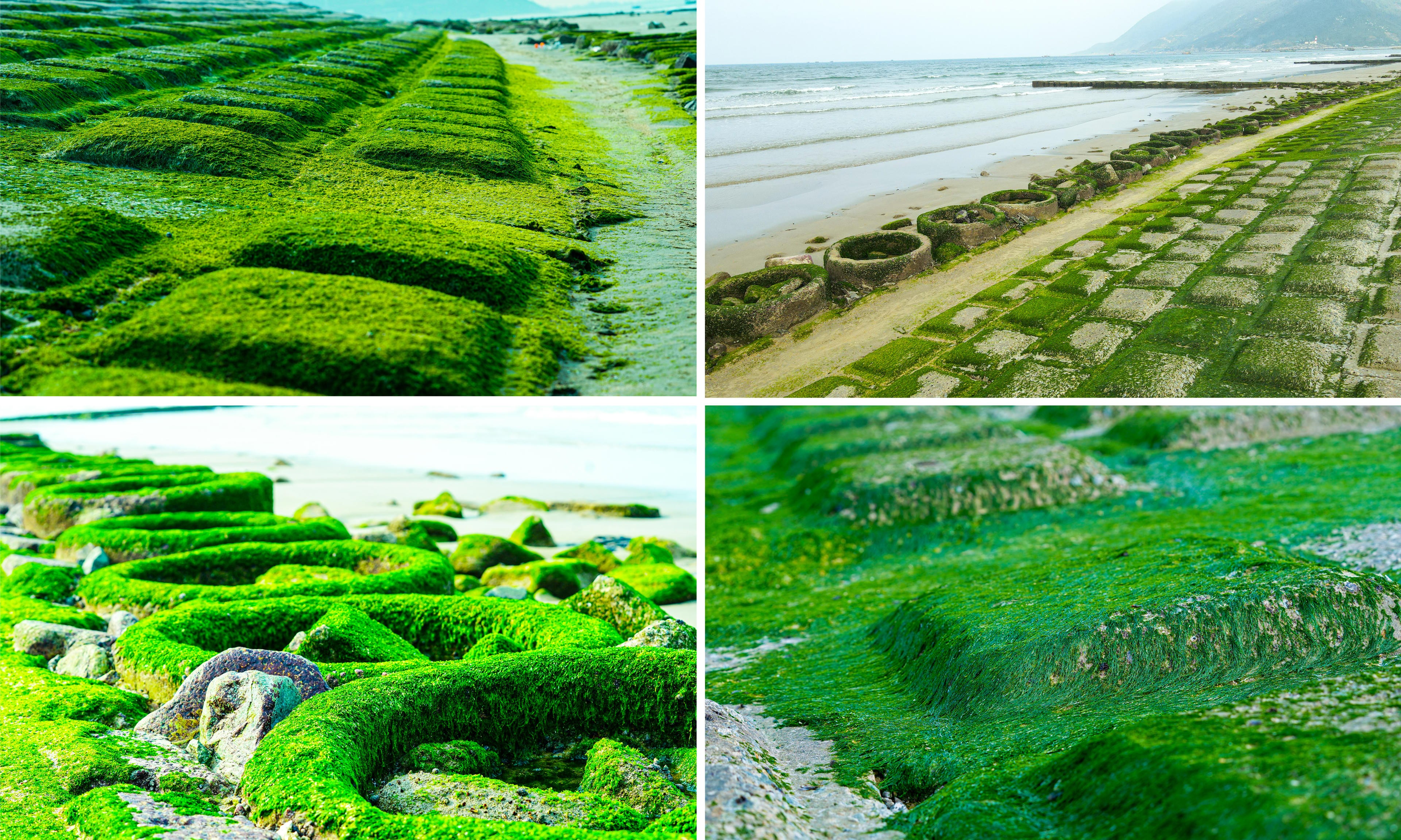 Thời điểm rêu lộ rõ nhất là khi thủy triều rút sâu, thường vào sáng sớm hoặc chiều muộn, khi ánh sáng thuận lợi cho quan sát và chụp ảnh. Ảnh: Cẩm Kỳ&nbsp;