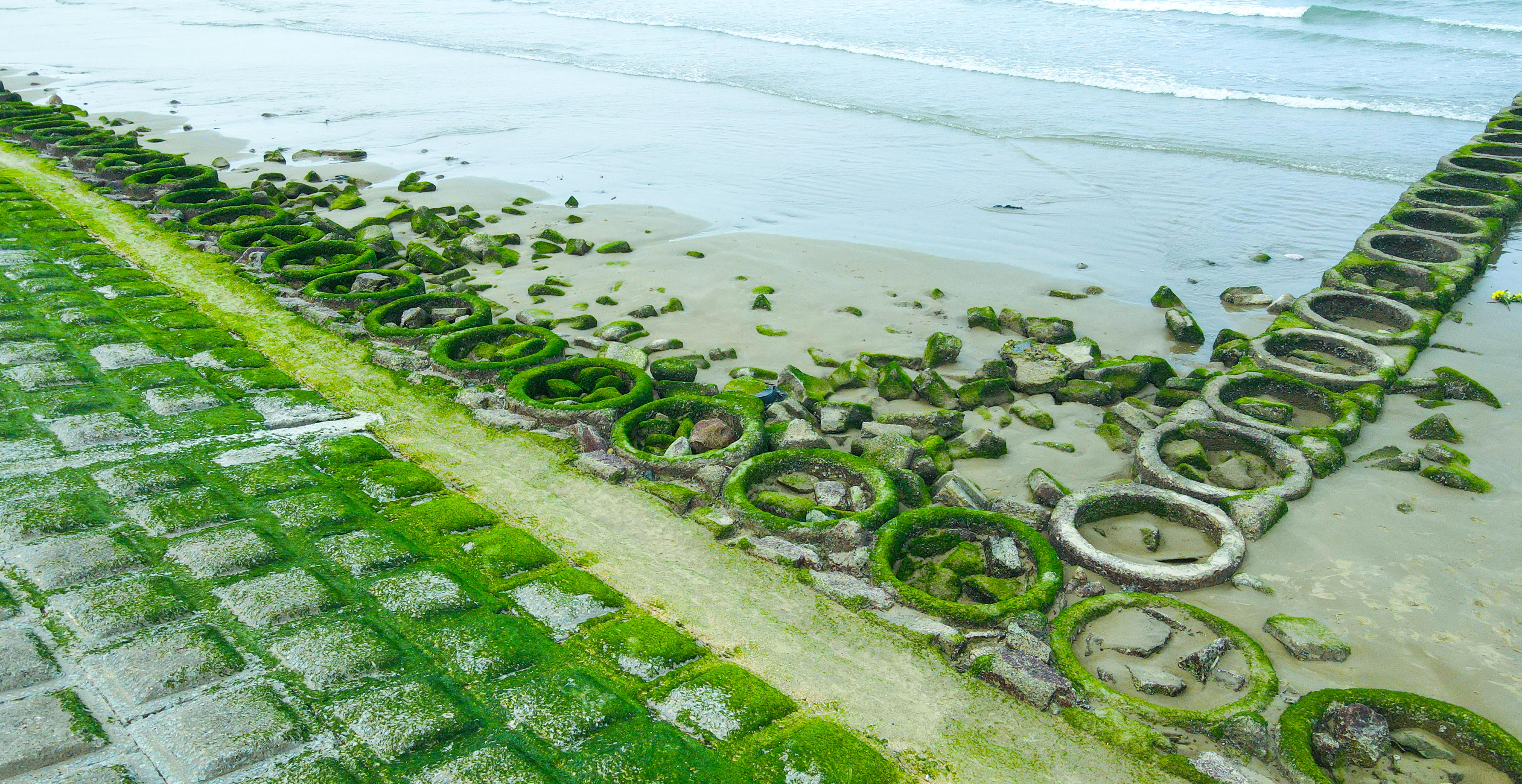 Dọc bờ kè biển Thiên Cầm rêu phát triển thành từng mảng lớn, bám chặt vào bề mặt đá và các khối bê tông chắn sóng. Ảnh: Cẩm Kỳ&nbsp;