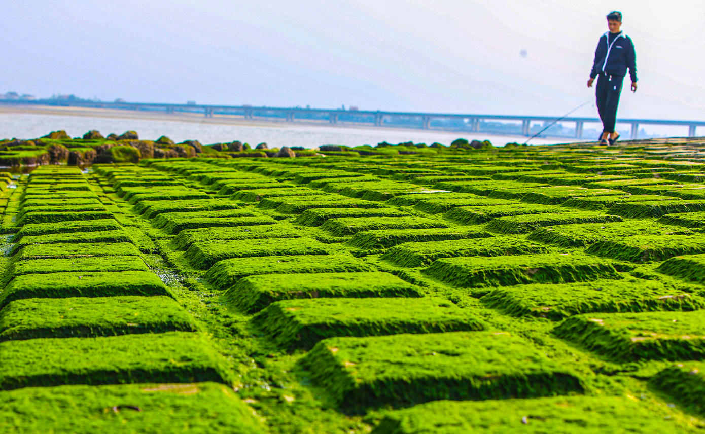 Rêu phát triển và trải dài thành từng mảng lớn dọc bờ kè, thu hút sự quan tâm của người dân và du khách. Ảnh: Cẩm Kỳ&nbsp;