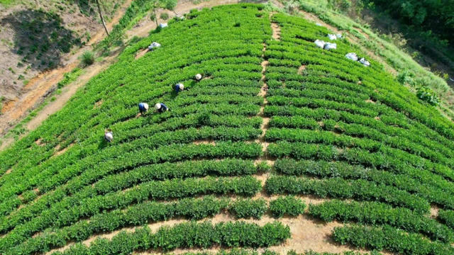 Màu xanh đổi đời trên những triền đồi Bình Sơn Màu xanh đổi đời trên những triền đồi Bình Sơn