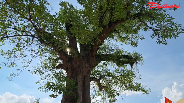 Hà Tĩnh: Bốn cây Kơ nia trăm tuổi giữa sân trường được công nhận di sản Việt Nam