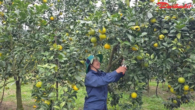 Cam hữu cơ Hà Tĩnh được mùa, được giá dịp cận Tết Cam hữu cơ Hà Tĩnh được mùa, được giá dịp cận Tết