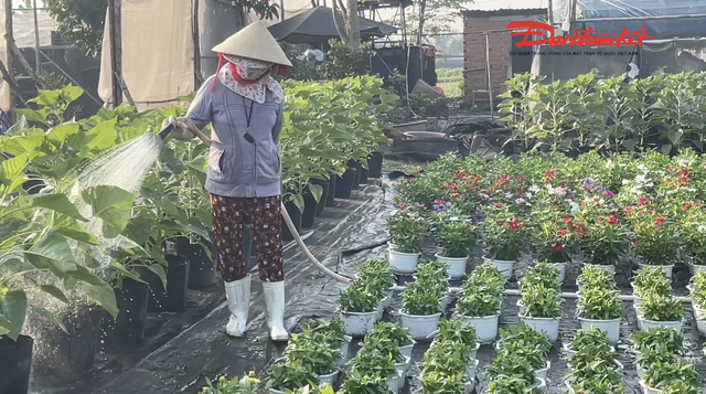 Làng hoa kiểng lớn nhất TP Hồ Chí Minh tất bật vào vụ Tết 