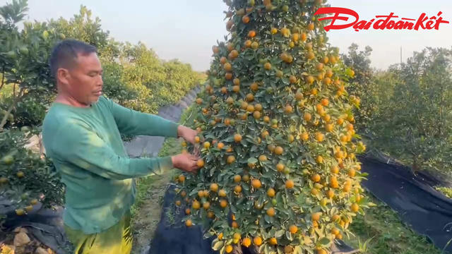 Hải Phòng: Làng hoa Đồng Dụ tất bật vào vụ Tết