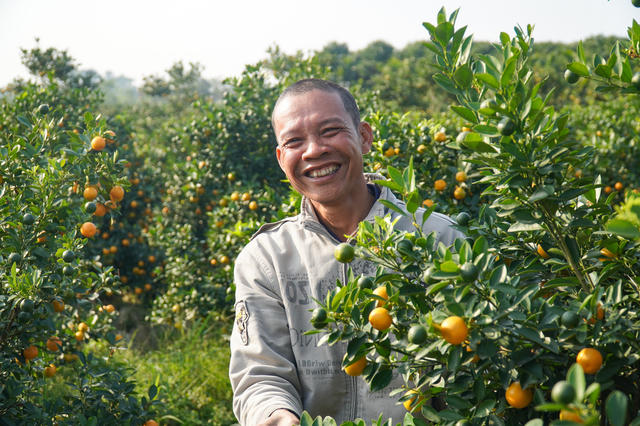 Làng quất Hợp Tiến rộn ràng sắc Xuân, sẵn sàng đón Tết Làng quất Hợp Tiến rộn ràng sắc Xuân, sẵn sàng đón Tết