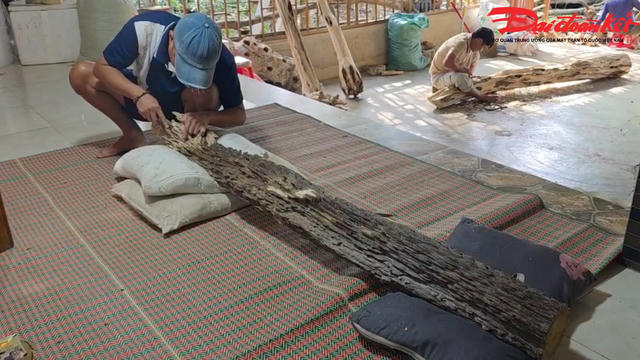 Chiêm ngưỡng khối trầm tốc bông hơn 15 kg ở Hà Tĩnh được trả giá hơn nửa tỷ đồng