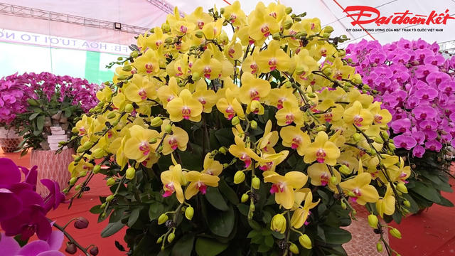 Hà Tĩnh: Sắc lan hồ điệp nâng tầm thị trường hoa Tết 2026
