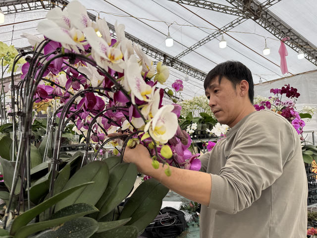 Nghề cắm hoa lan Tết kiếm tiền triệu mỗi ngày