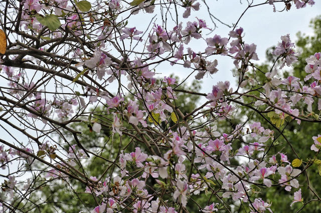 Hà Nội: Giới trẻ nô nức check-in tại các cung đường hoa 